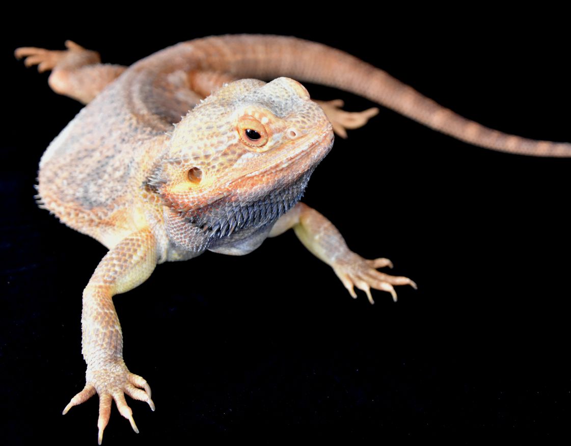 Bearded dragon hot sale supplements